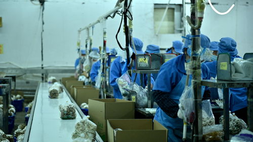 走進大灣區(qū) 菜籃子 生產基地 粵北首家工廠化栽培的食用菌企業(yè)