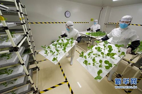 被生物科技重塑的餐盤 食物進化簡史